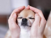 /album/fotogaleria/reiki-a-mascotas-1-jpg/